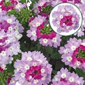 Afbeelding van Verbena P12 Bicolor Purple